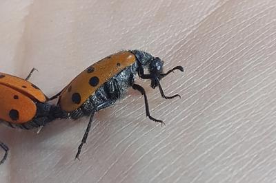 Hycleus duodecimpunctatus