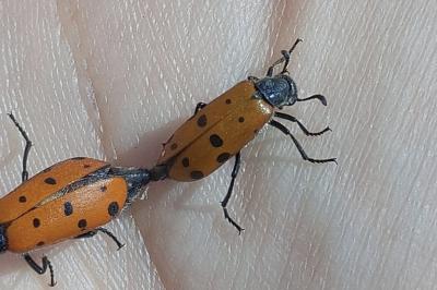 Hycleus duodecimpunctatus