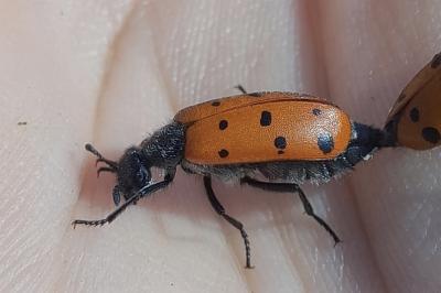 Hycleus duodecimpunctatus