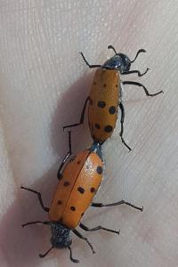 Hycleus duodecimpunctatus