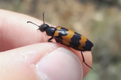 Mylabris variabilis