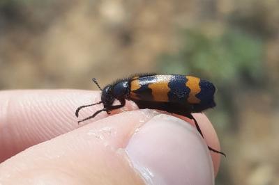 Mylabris variabilis