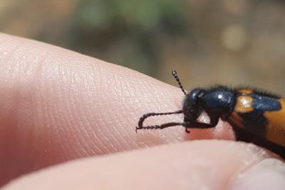 Mylabris variabilis