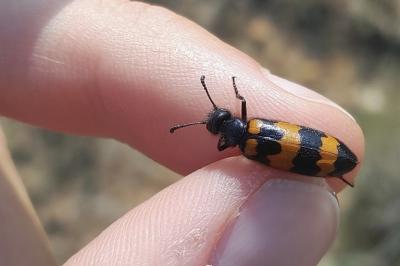 Mylabris variabilis