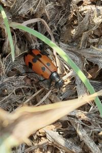 Mylabris quadripunctata