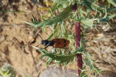 Mylabris quadripunctata