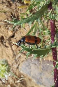 Mylabris quadripunctata