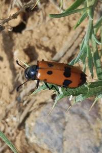 Mylabris quadripunctata