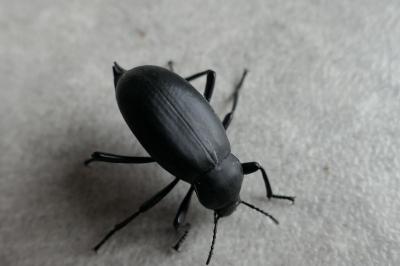 Blaps mucronata