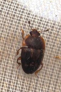 Stelidota geminata