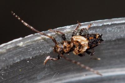 Pogonocherus hispidus