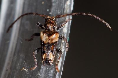 Pogonocherus hispidus