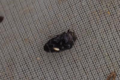 Trachys minutus