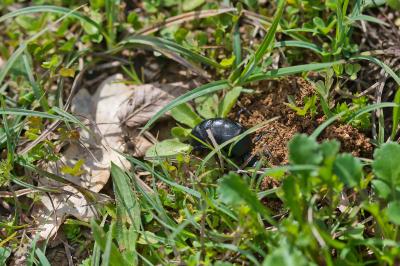 Meloe proscarabaeus proscarabaeus
