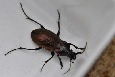 Carabus nemoralis