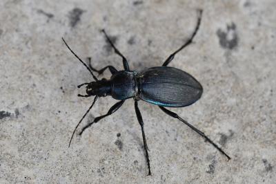 Carabus violaceus