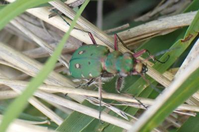 Cicindela campestris