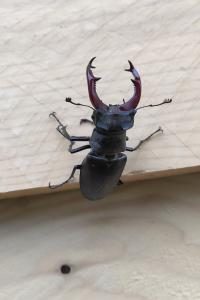 Lucanus cervus