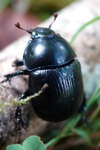 Anoplotrupes stercorosus