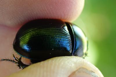 Anoplotrupes stercorosus