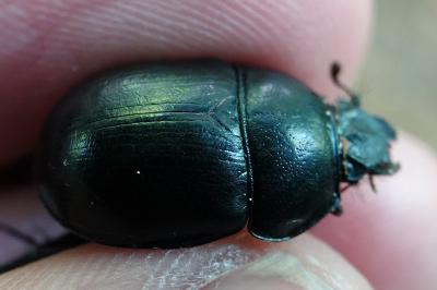 Anoplotrupes stercorosus