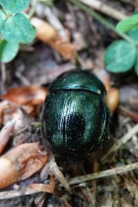 Anoplotrupes stercorosus