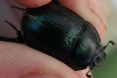 Anoplotrupes stercorosus