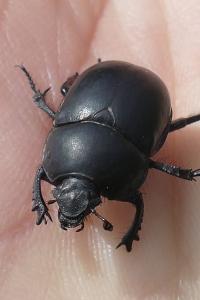 Trypocopris pyrenaeus