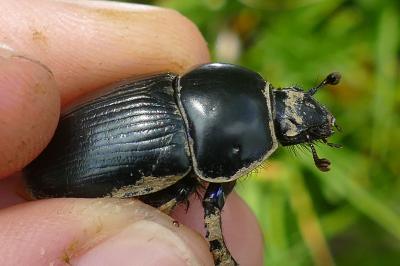 Anoplotrupes stercorosus