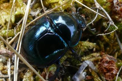 Trypocopris pyrenaeus