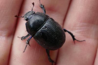 Anoplotrupes stercorosus