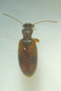 Cordicollis instabilis