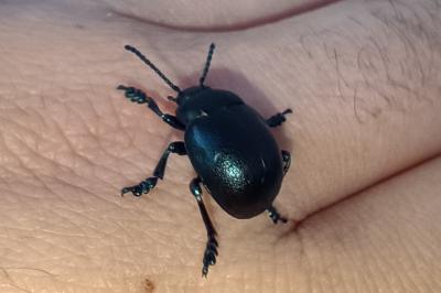 Timarcha goettingensis