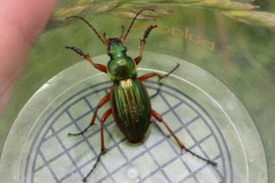 Carabus auratus