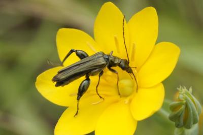 Oedemera flavipes