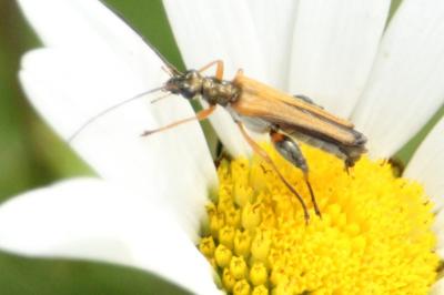 Oedemera podagrariae