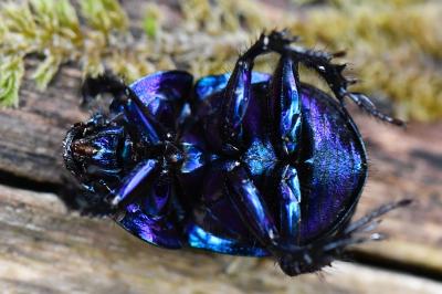 Anoplotrupes stercorosus