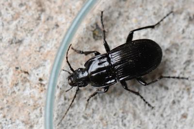 Abax parallelepipedus