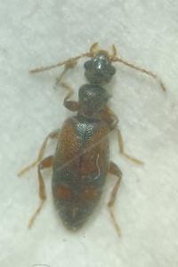 Cordicollis instabilis