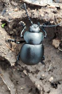 Timarcha tenebricosa