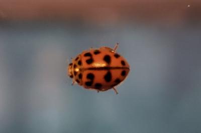 Harmonia axyridis