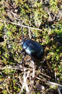 Timarcha goettingensis