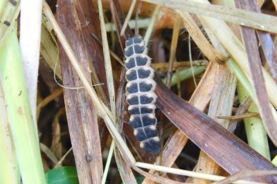 Lampyris noctiluca