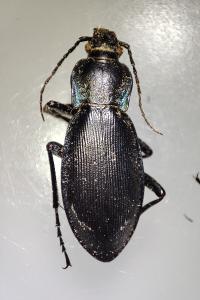 Carabus violaceus purpurascens