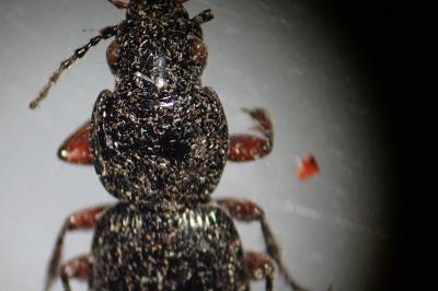 Pterostichus madidus