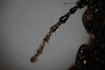 Pterostichus madidus