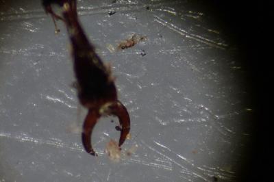 Pterostichus madidus