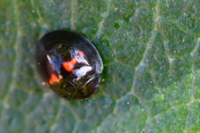 Chilocorus bipustulatus