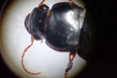 Pseudoophonus rufipes