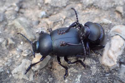 Timarcha tenebricosa